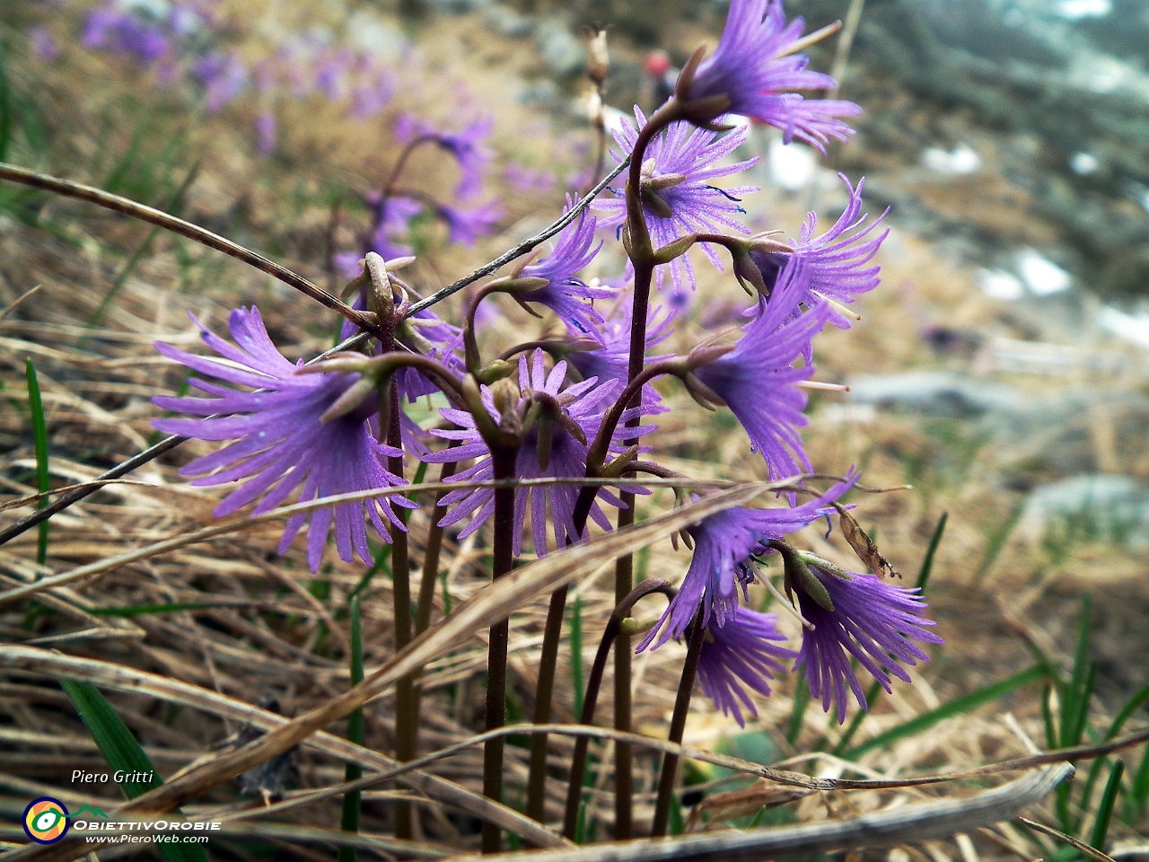 74 Soldanella alpina....JPG